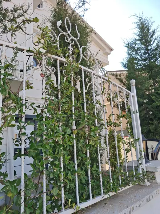 Şehitkamil villa girişinde beyaz ferforje küpeşteye yönlendirilmiş yıldız yasemini sarılıcı bitki